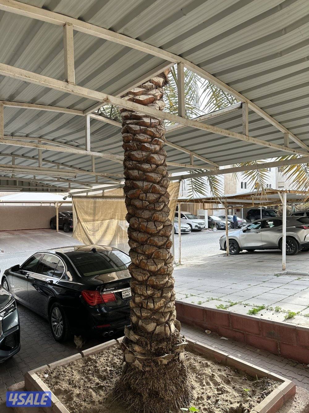 للبيع عدد 3 نخلات برحي اصليات كبار3