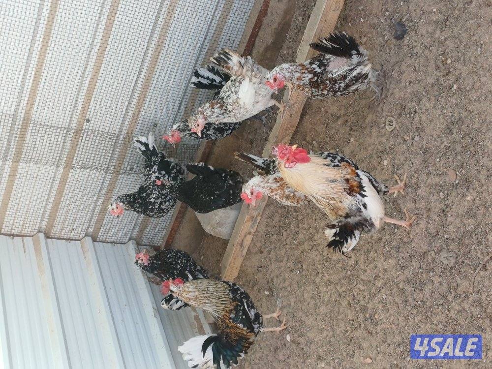 للبيع دجاج بياض وصيصان0