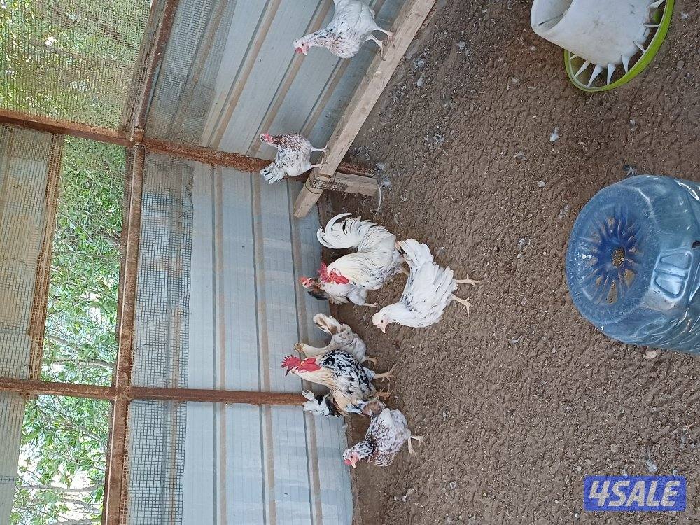 للبيع دجاج بياض وصيصان1