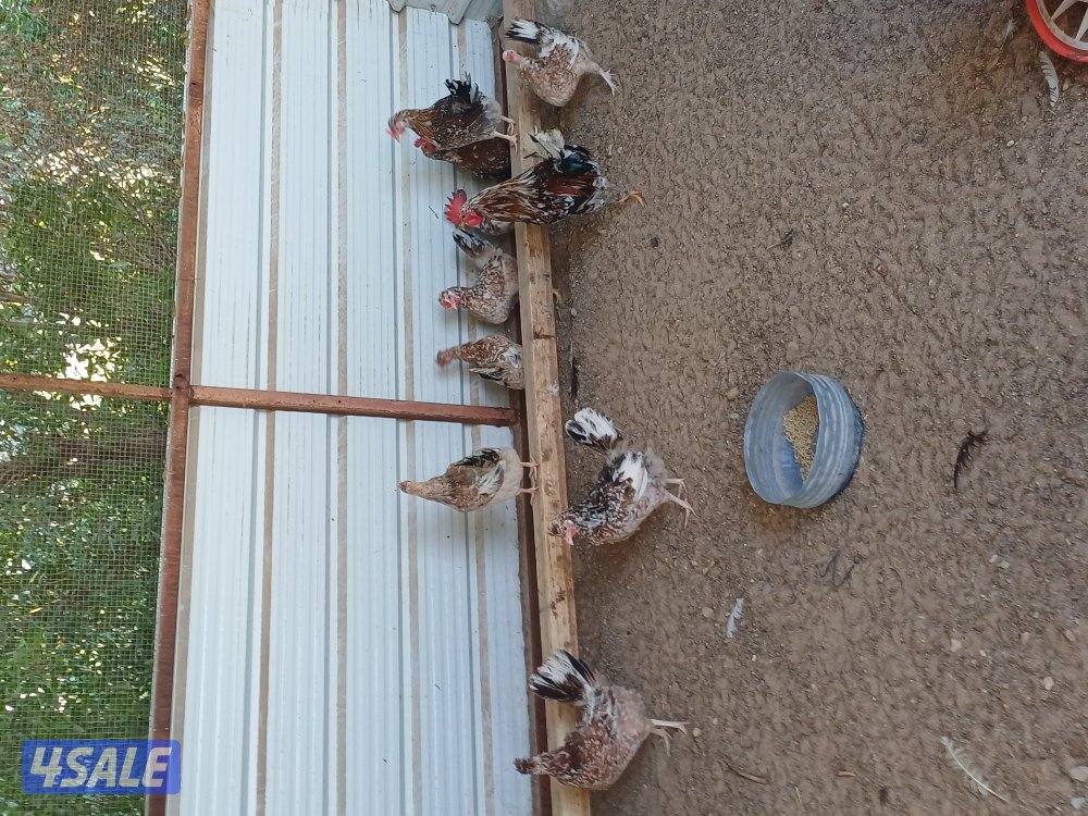 للبيع دجاج بياض وصيصان2