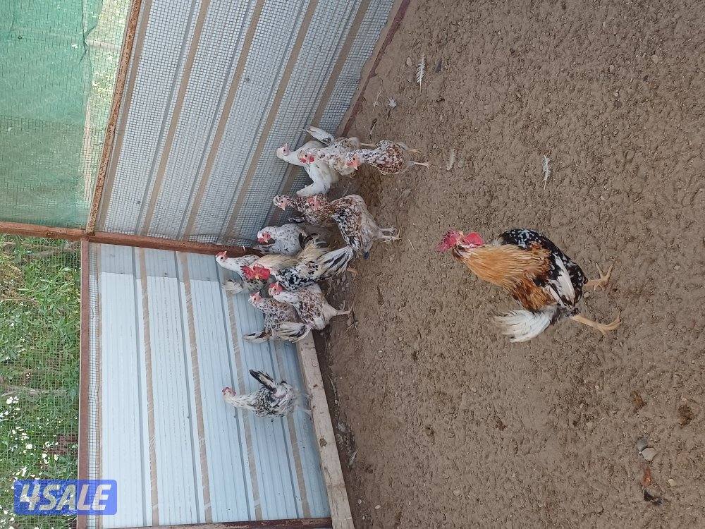 للبيع دجاج بياض وصيصان3