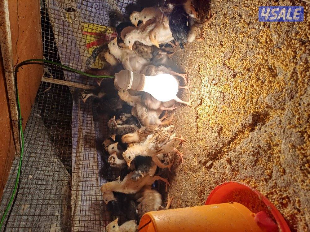 للبيع دجاج بياض وصيصان5