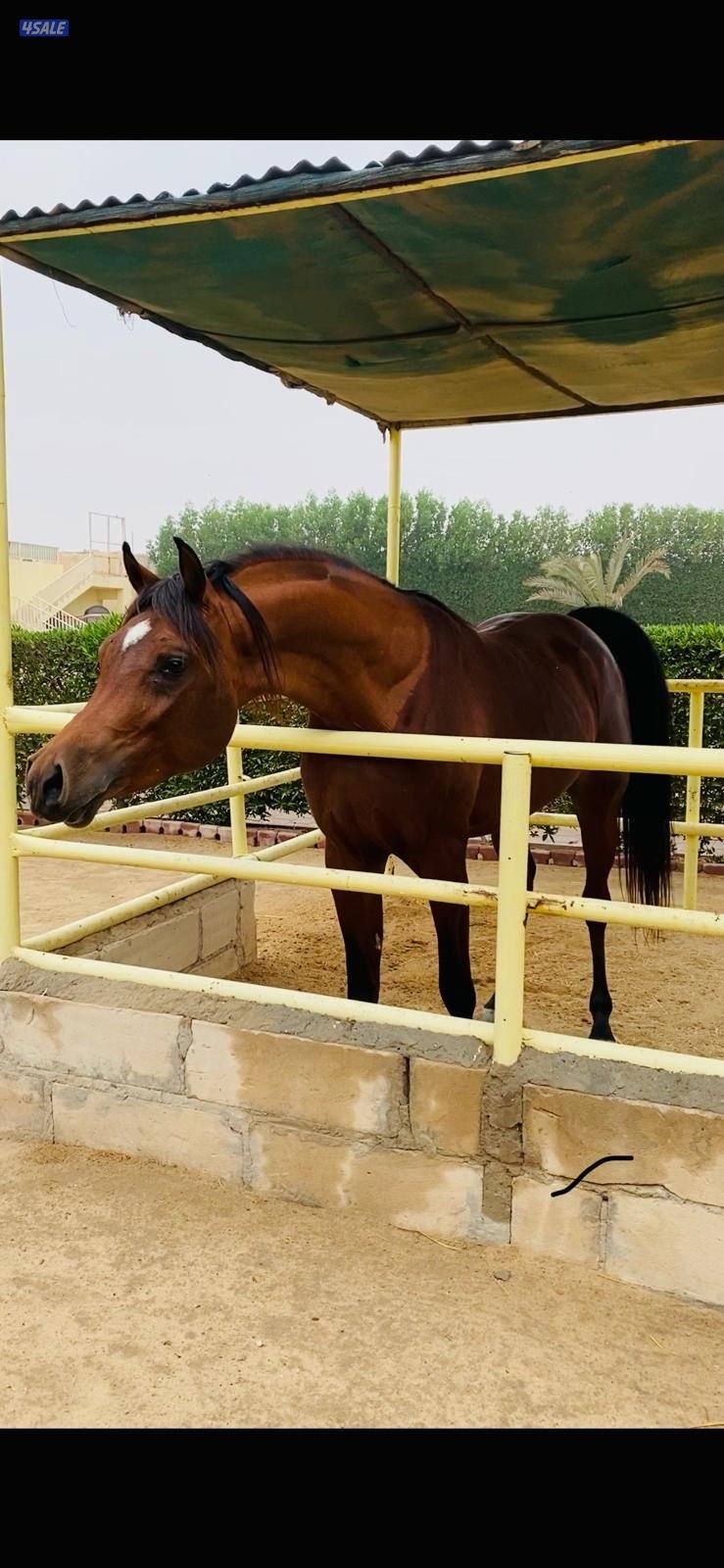 حصان مميز و موزون  شرط السلم مناسب لإلتقاط الاوتاد2