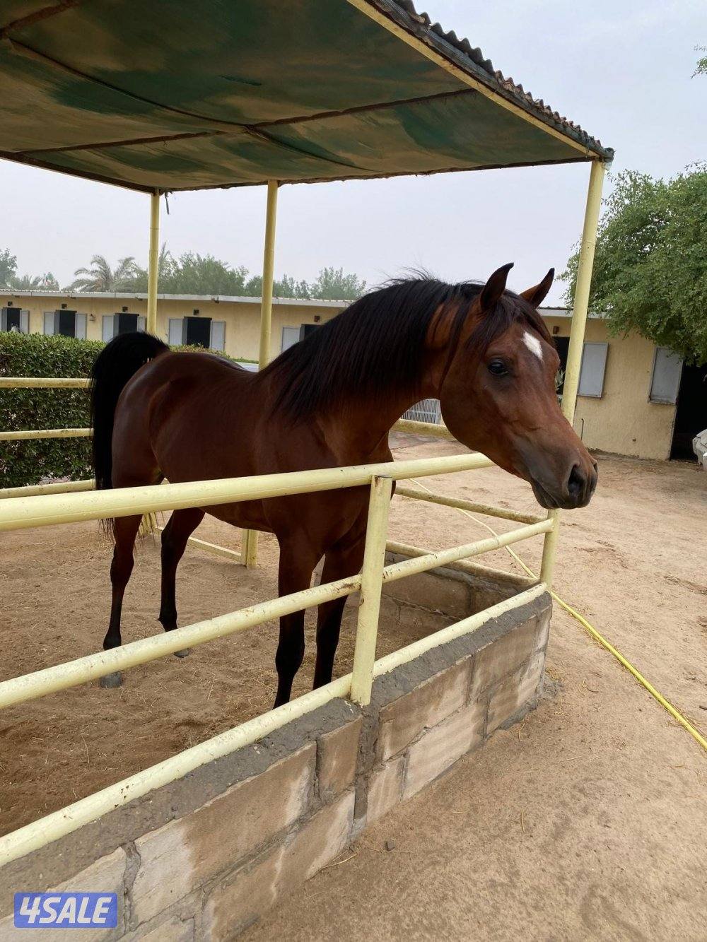 حصان مميز و موزون  شرط السلم مناسب لإلتقاط الاوتاد4