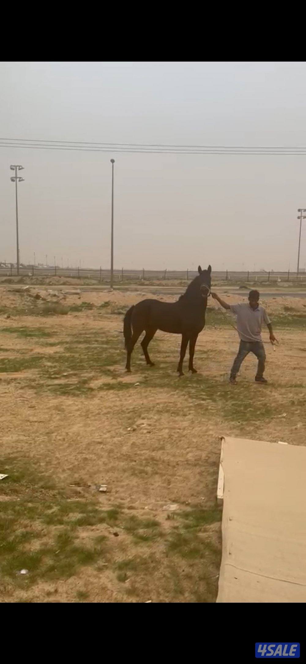 فرس واهو فرنسي0