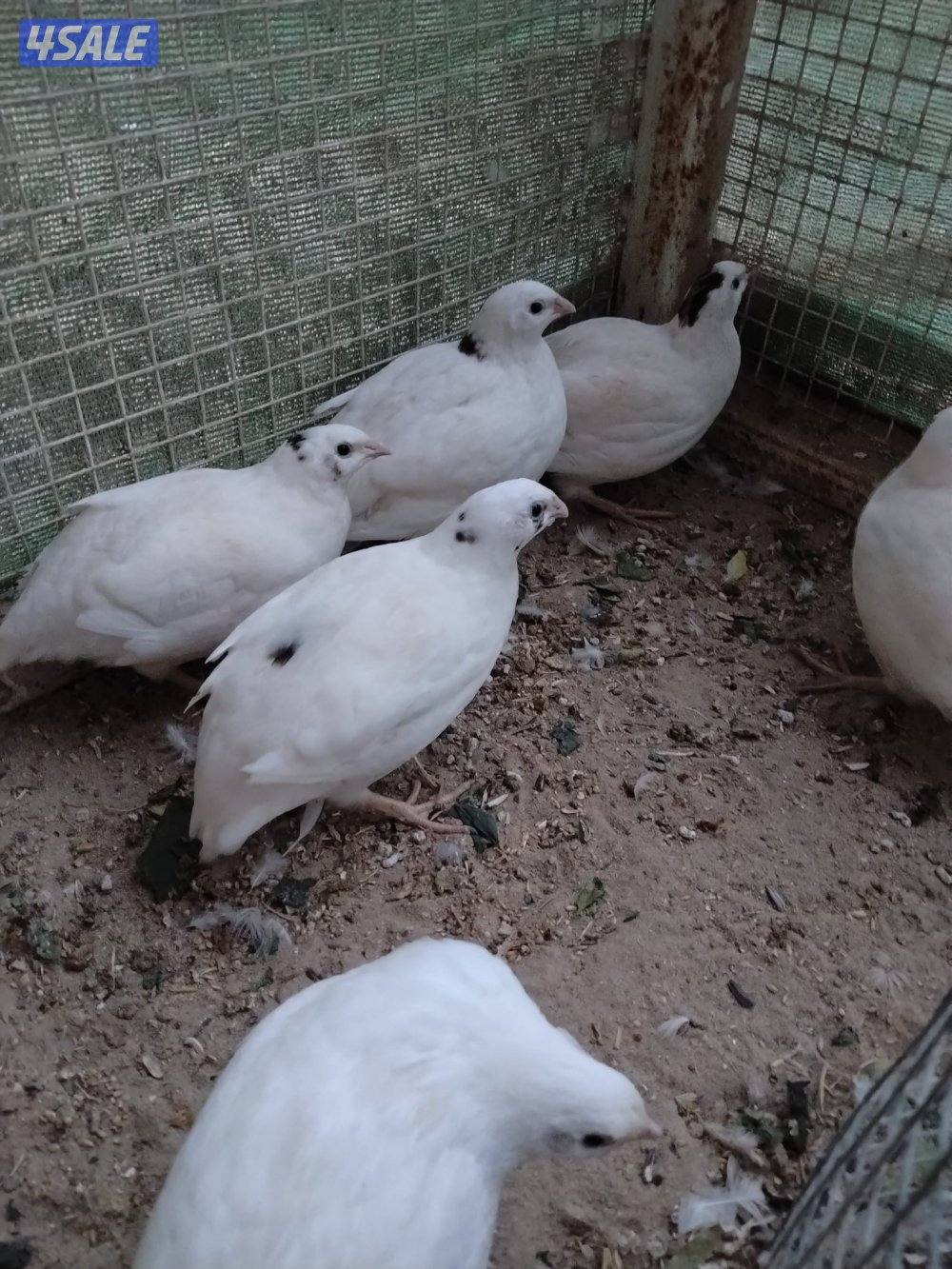 فري تكساس وحمام ياكريم و حمام وقواق0