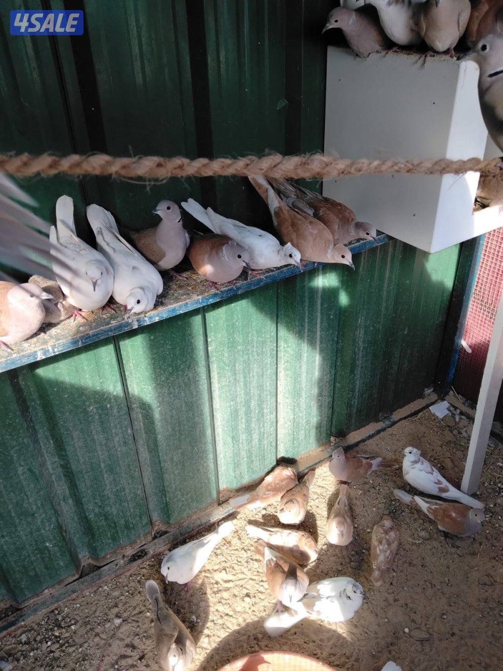 فري تكساس وحمام ياكريم و حمام وقواق1