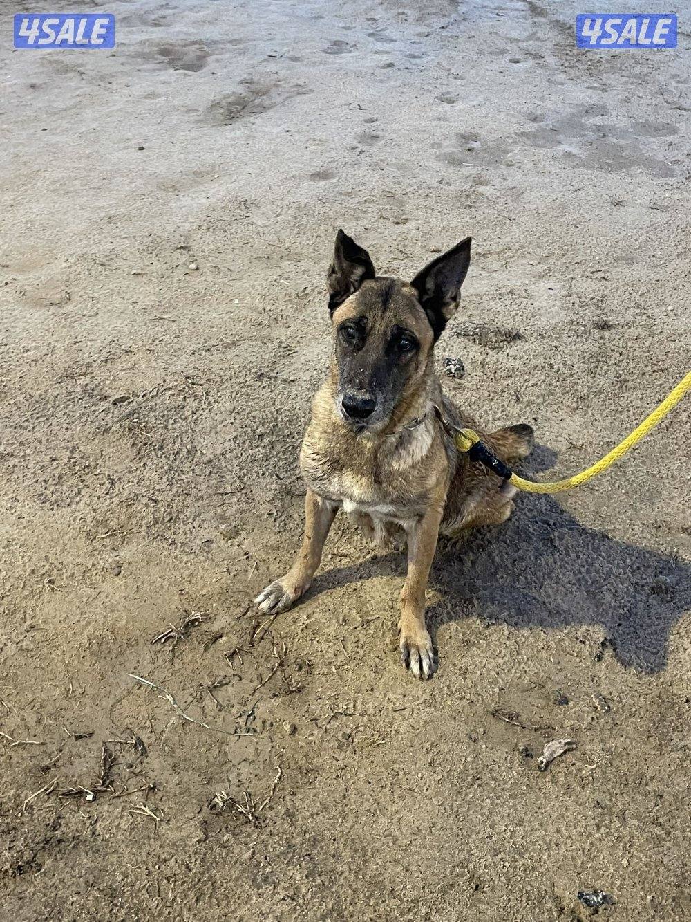 جلبه ملينو للبيع1