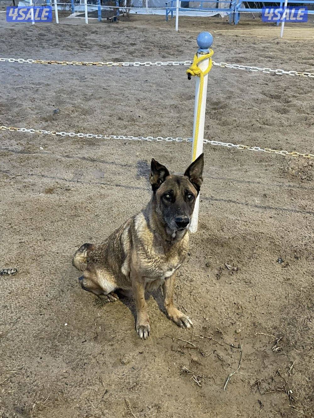 جلبه ملينو للبيع2