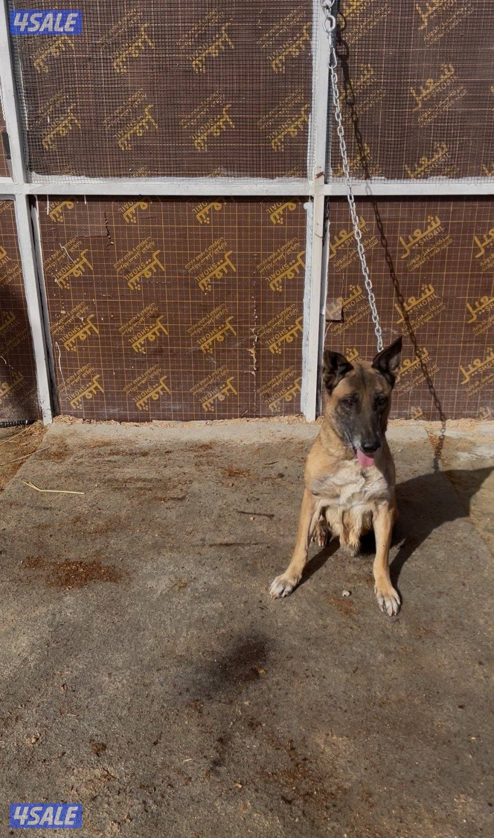 جلبه ملينو للبيع4