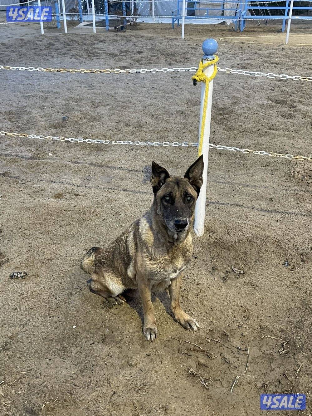 جلبه ملينو للبيع3