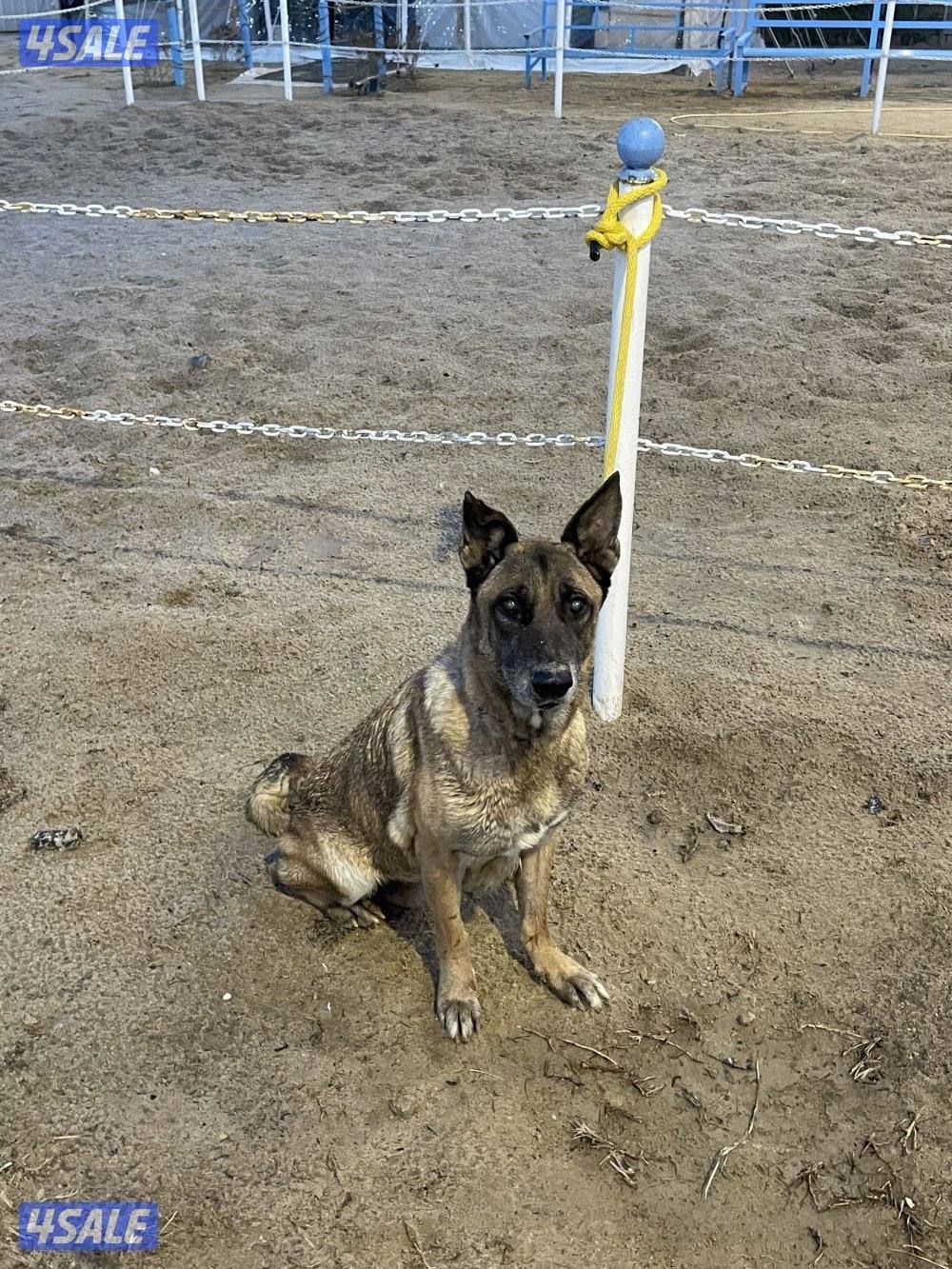 جلبه ملينو للبيع8