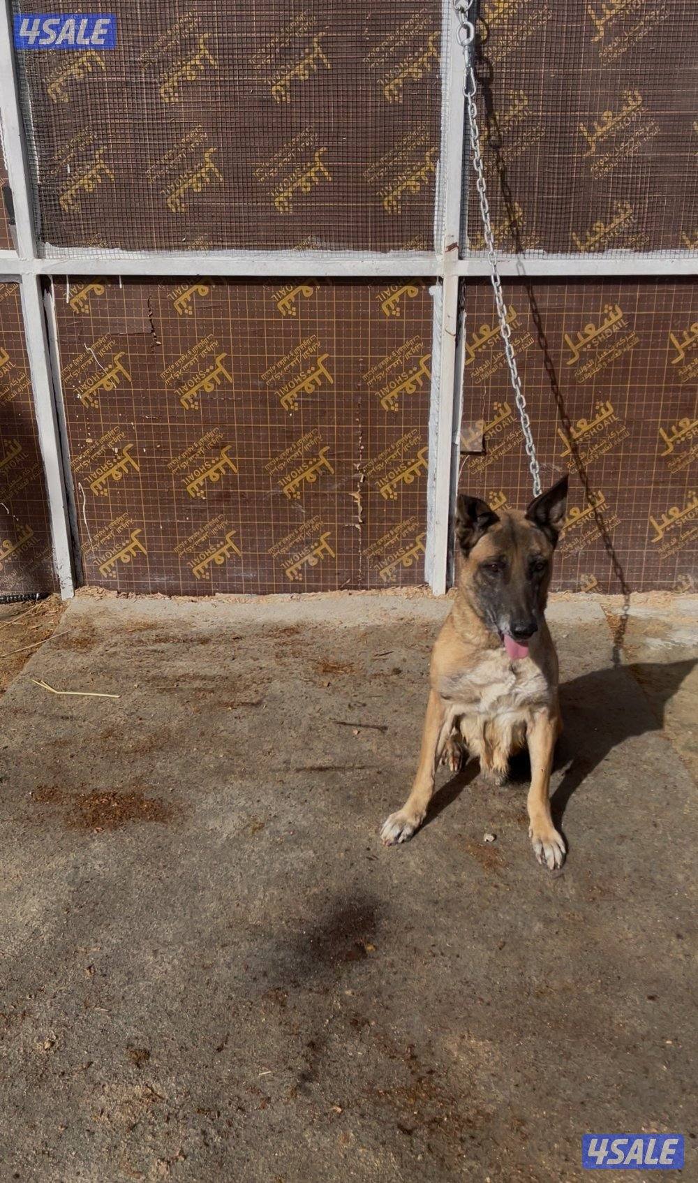 جلبه ملينو للبيع9