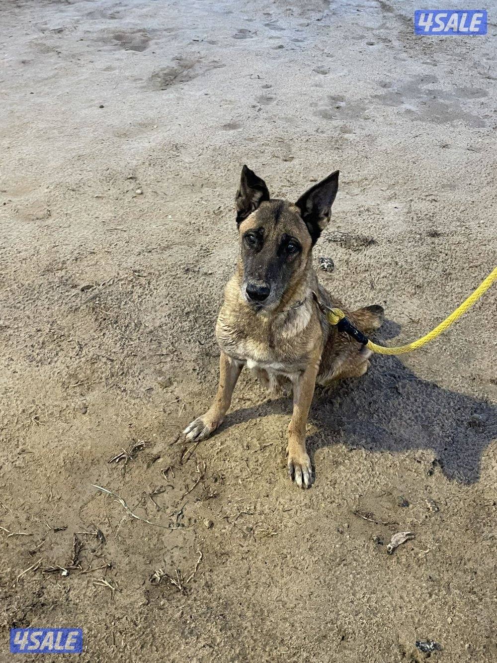 جلبه ملينو للبيع11