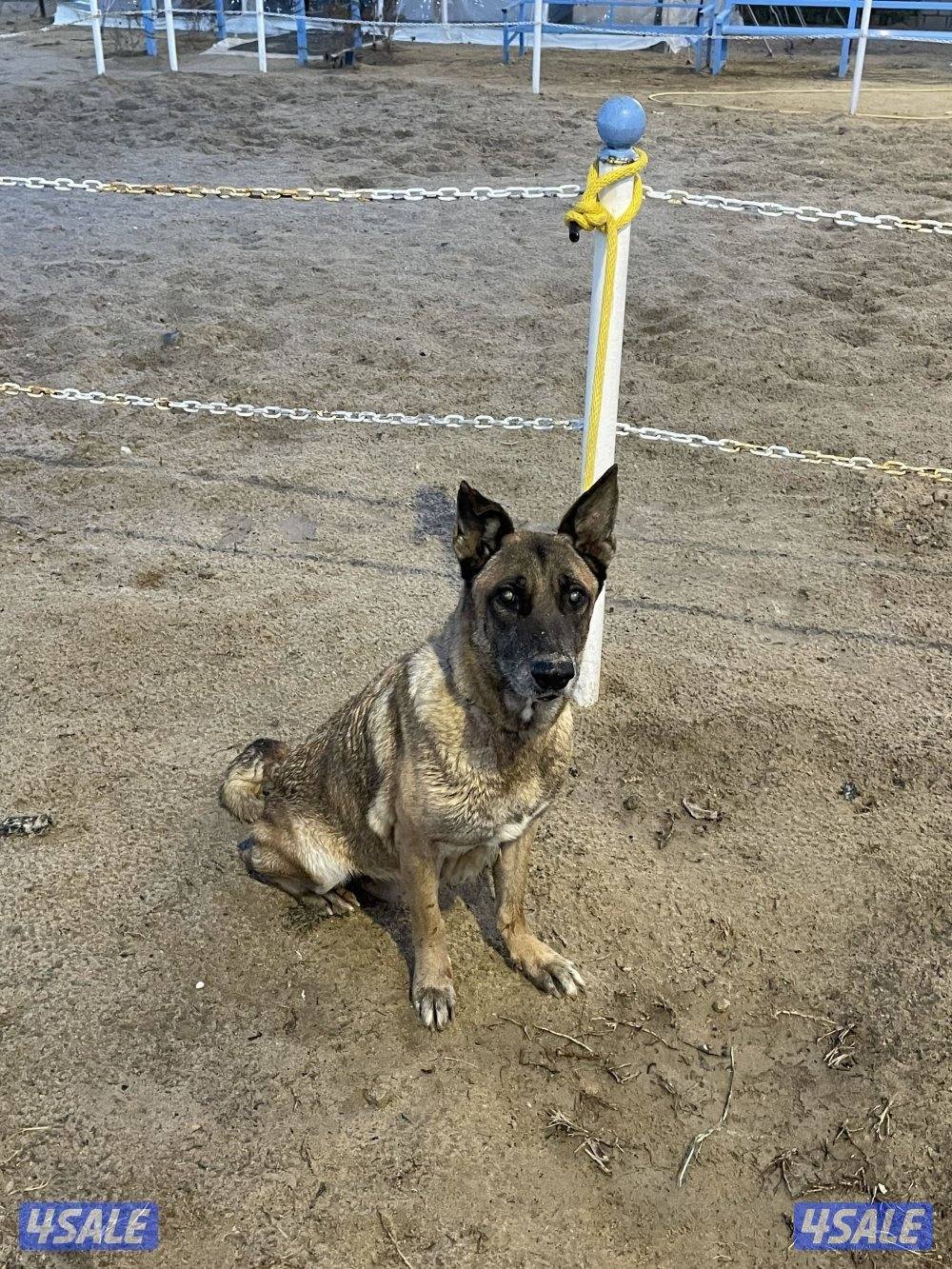 جلبه ملينو للبيع10