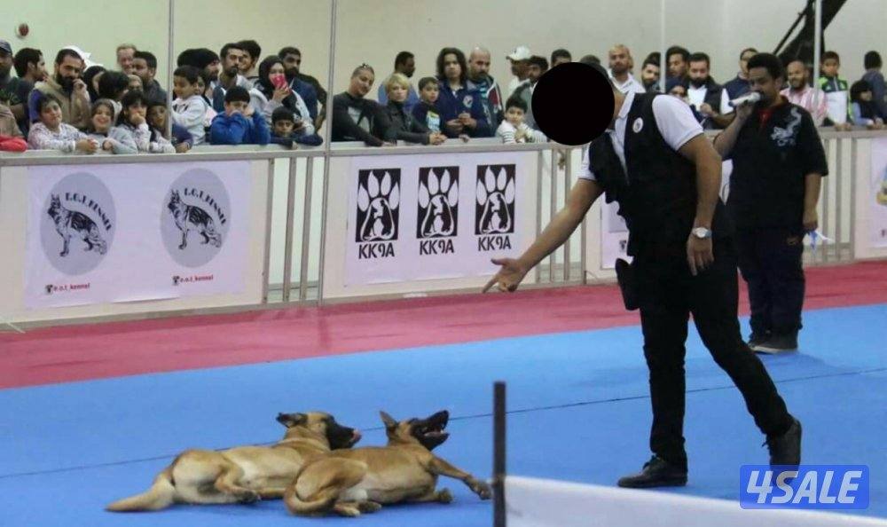 جلبه ملينو للبيع13