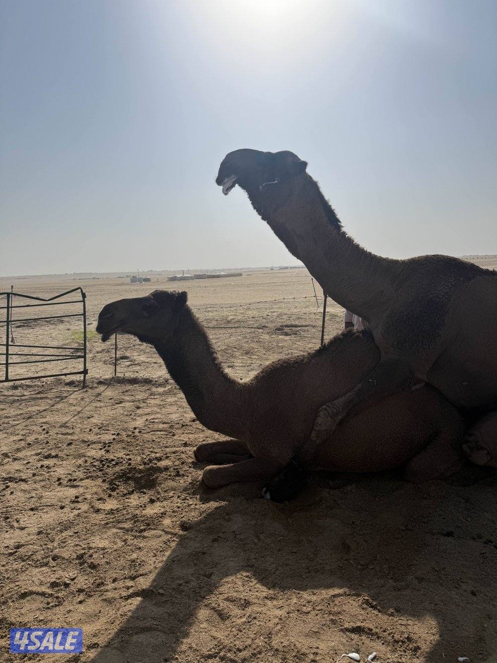 للبيع بعير0