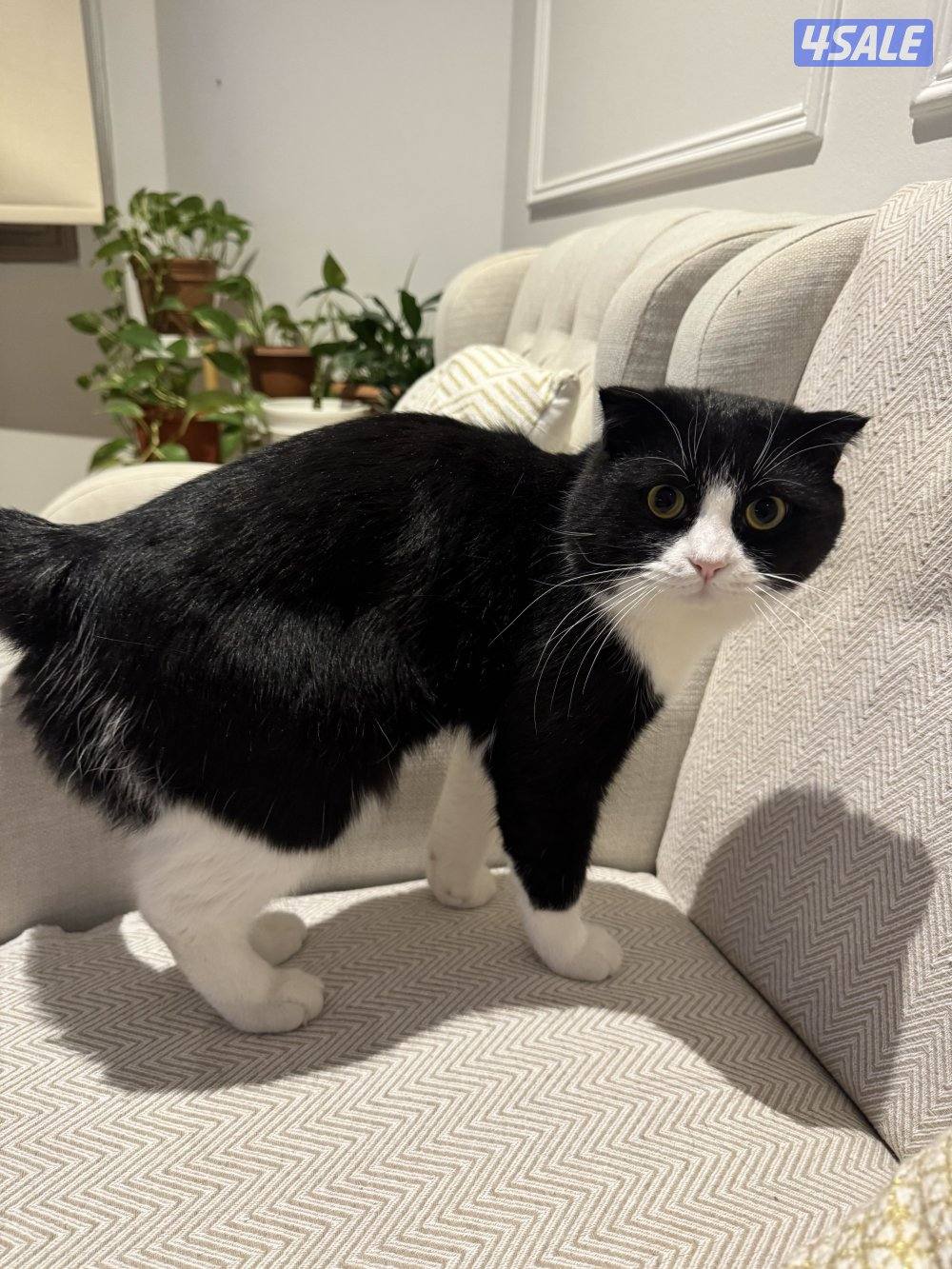 للتبني - تيكسيدو ذكر0