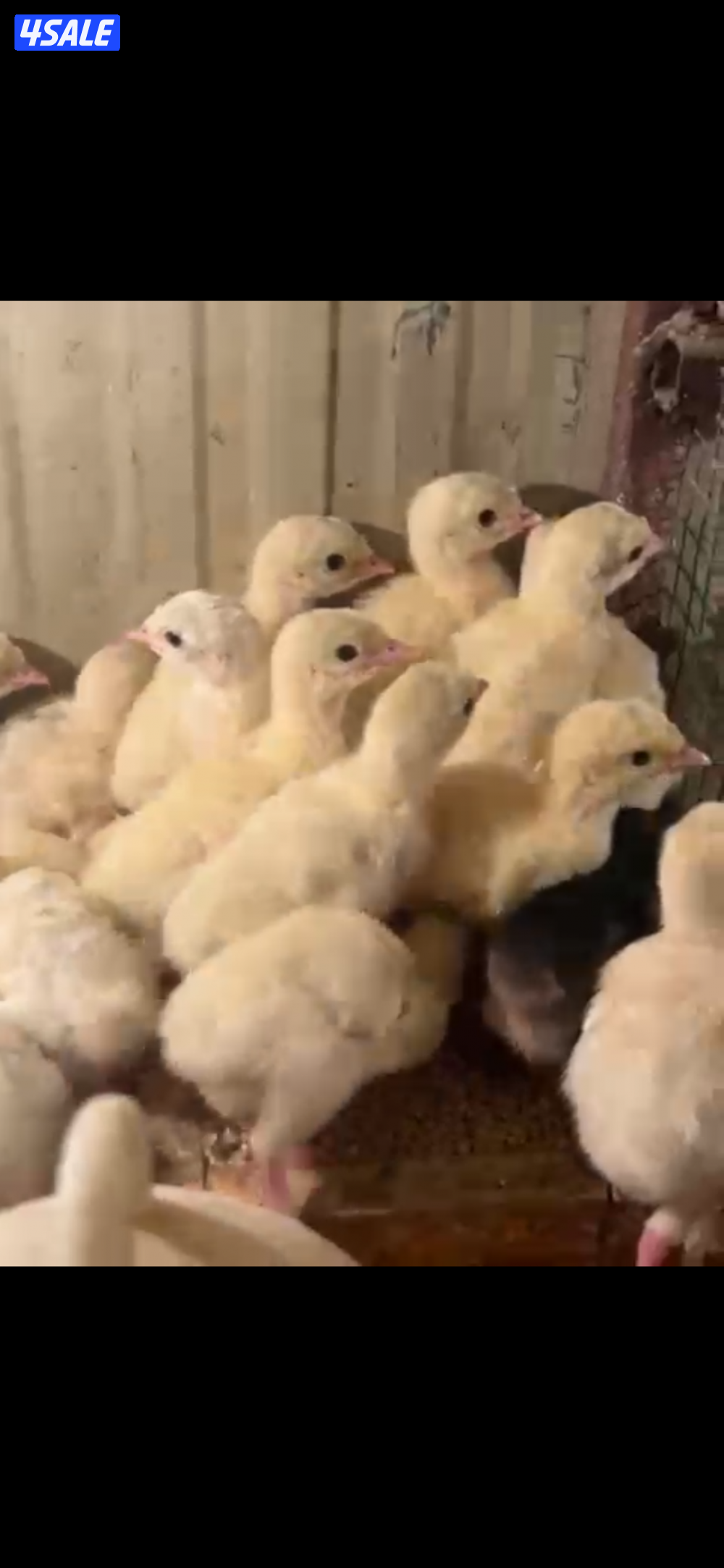 للبيع صيصان رومي0