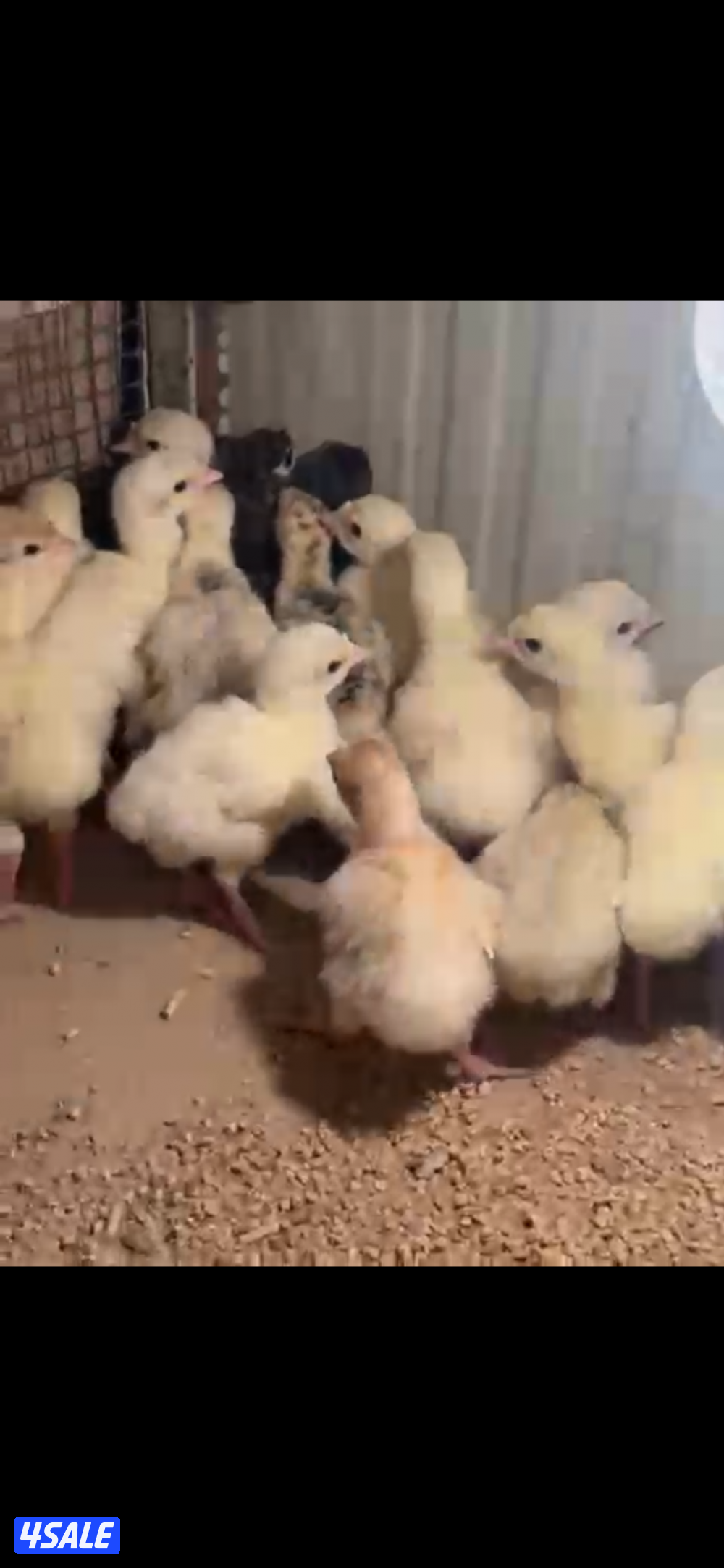 للبيع صيصان رومي1