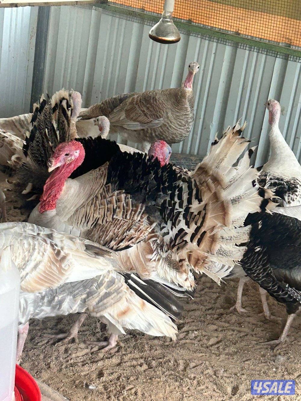 للبيع صيصان رومي2