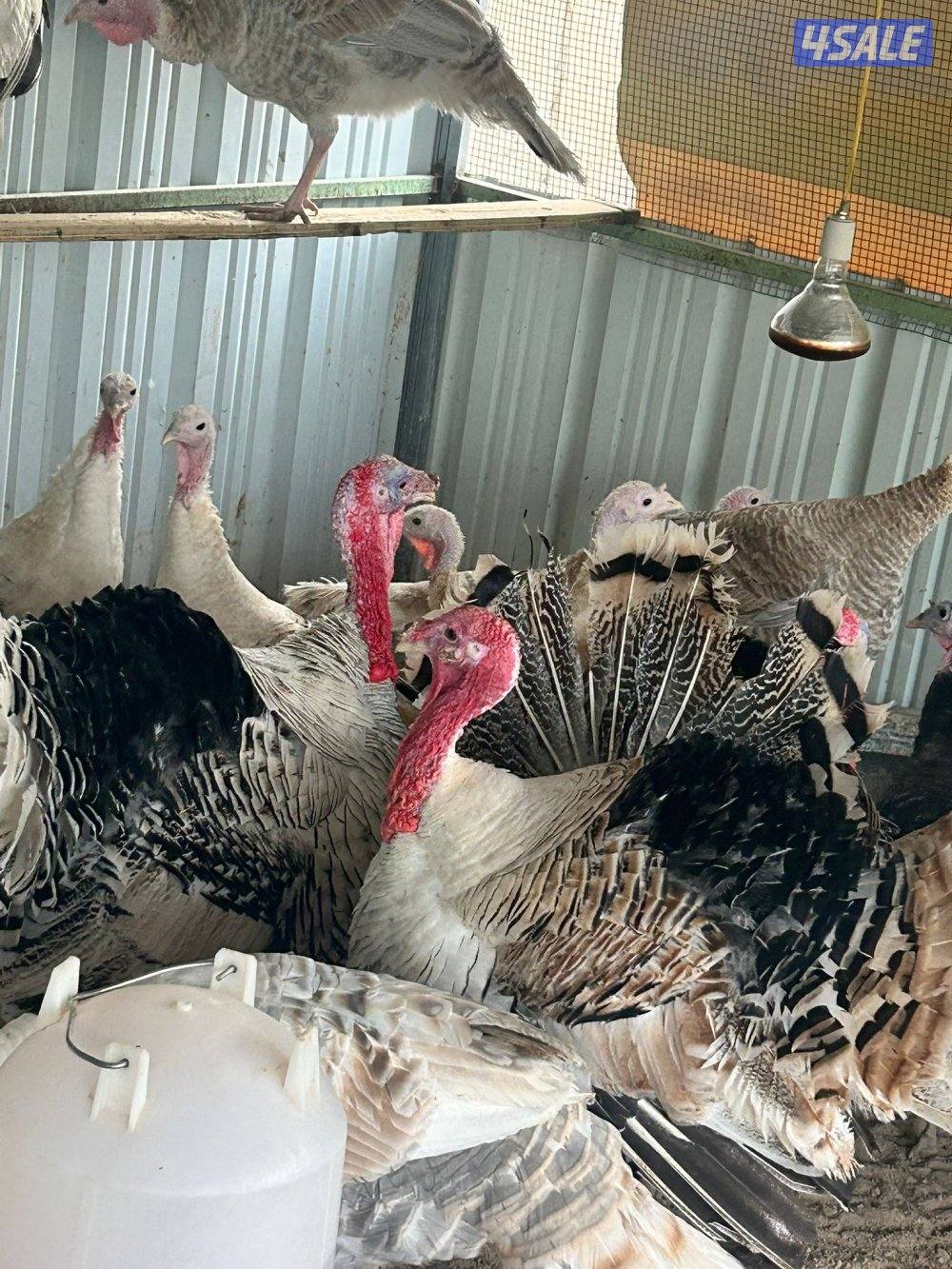 للبيع صيصان رومي4