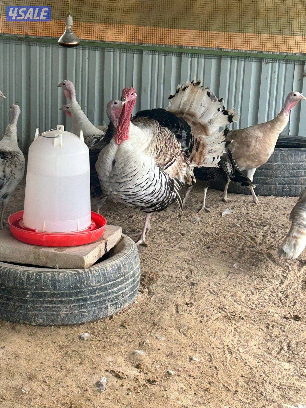 للبيع صيصان رومي3