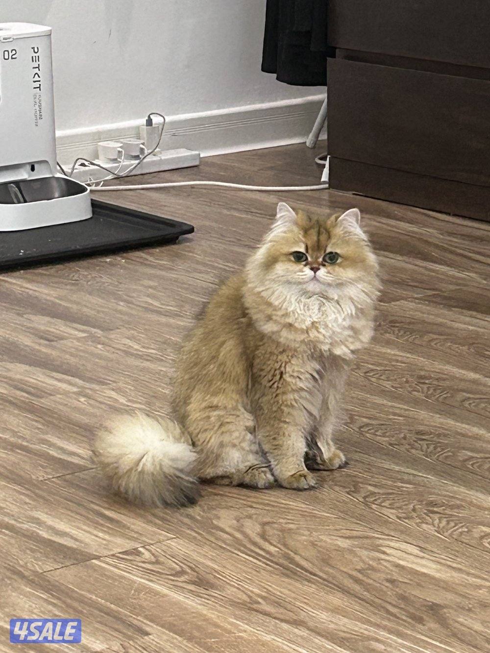 للبيع انثى برتش حامل0