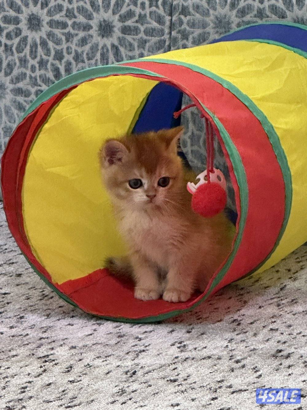 للبيع سكوتش قولد0