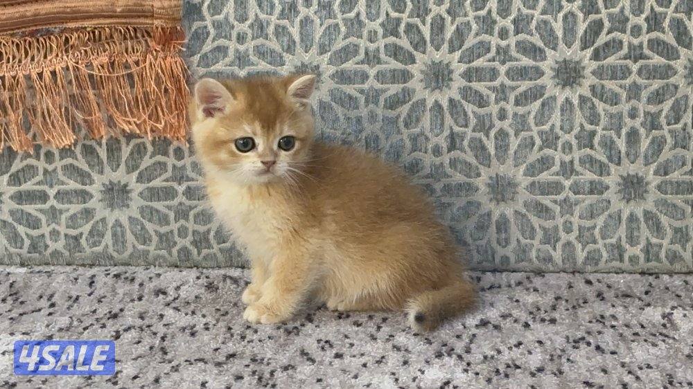 للبيع سكوتش قولد1