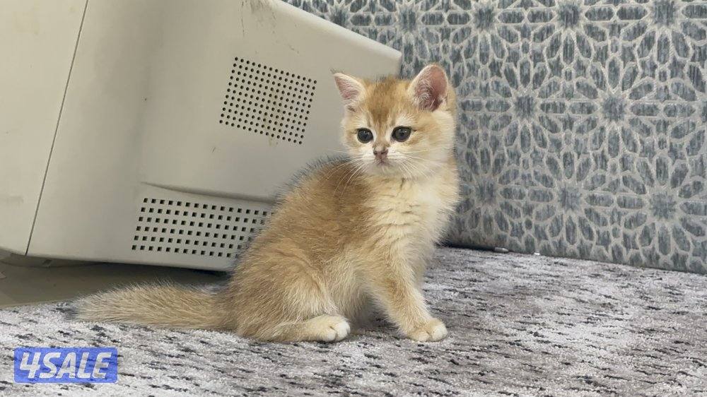 للبيع سكوتش قولد3