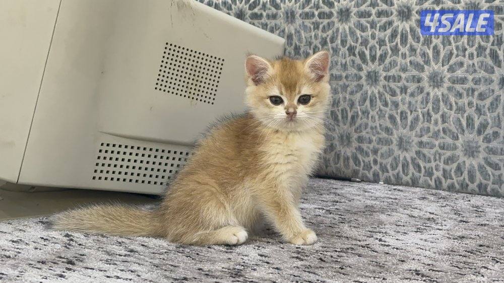 للبيع سكوتش قولد2