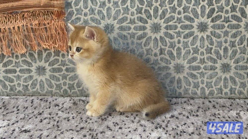 للبيع سكوتش قولد4