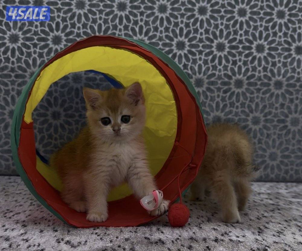 للبيع سكوتش قولد5