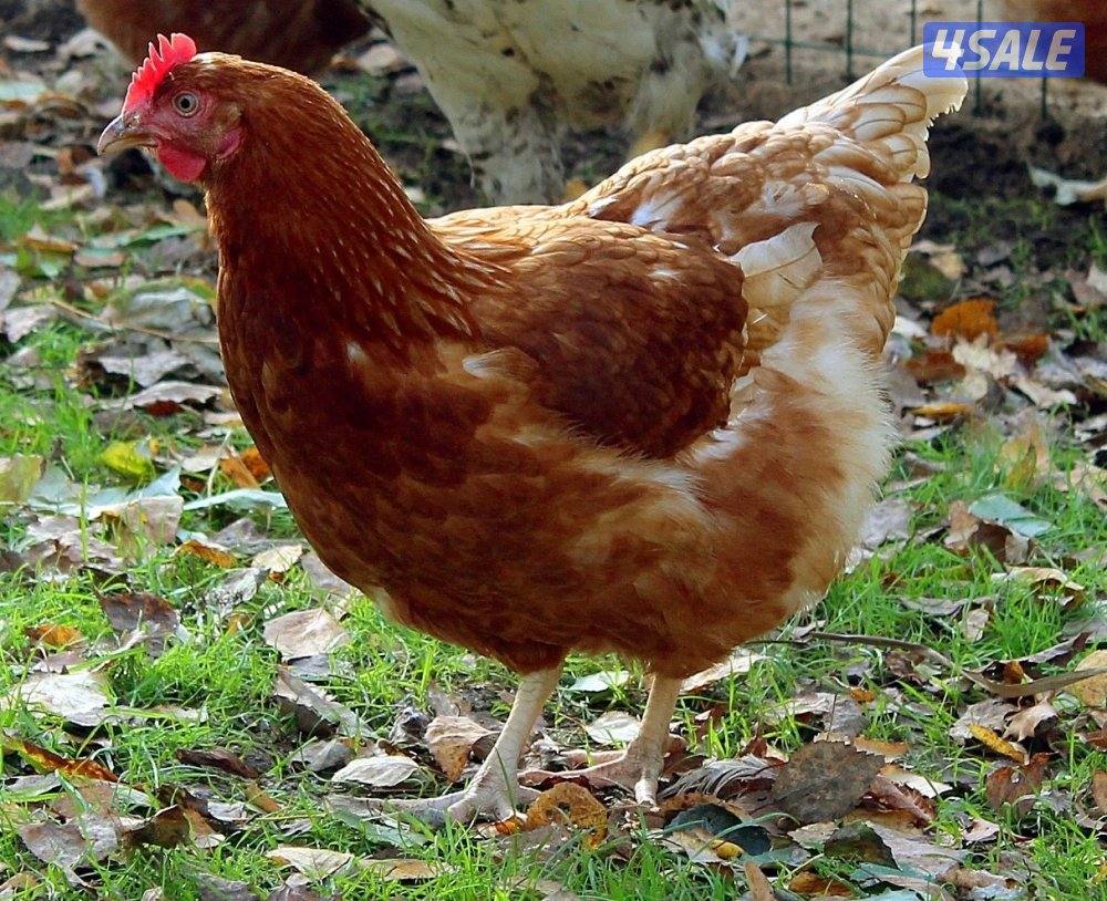 للبيع دجاج lohmann  الالماني براون بياضين0