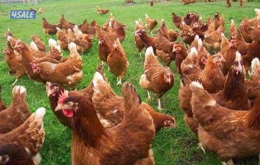 للبيع دجاج lohmann  الالماني براون بياضين1