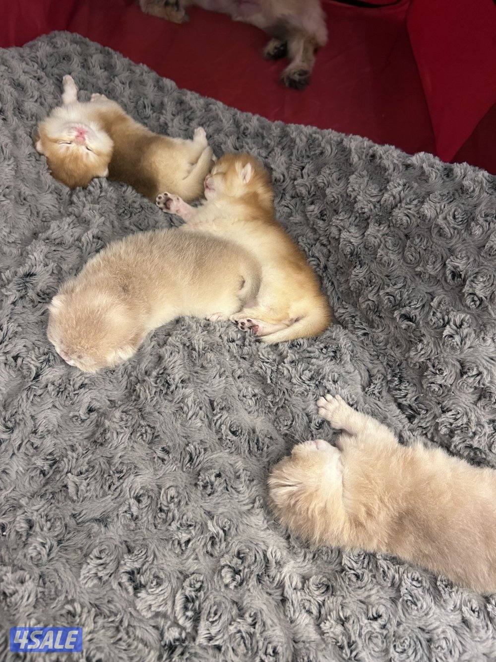 للبيع انثى برتش حامل1