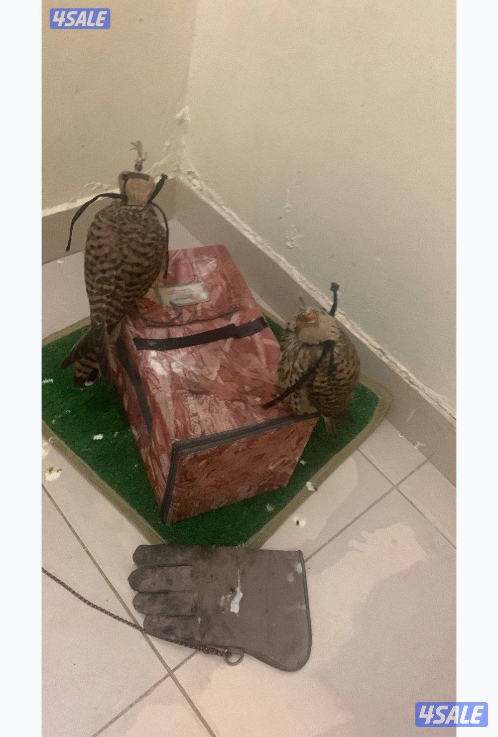 للبيع دفعة حيميمجات و ترمة  الكميه محدود و بسعر طيب الصامل رقم ٩٨٩٤٩٠٥0