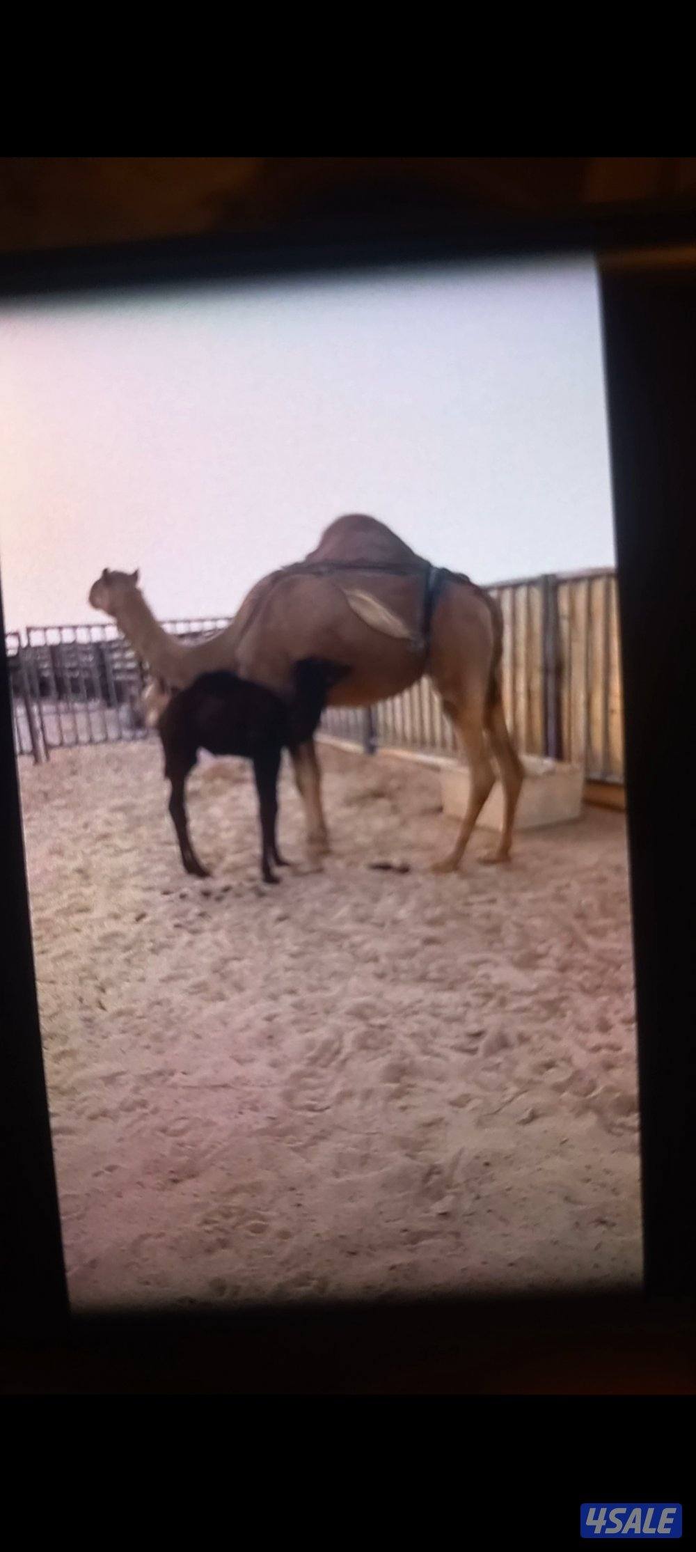 الاب جلمود بن طحنون
الام بنت بطاش مسعود بن طحنون 
اختها من امها سابق ف0