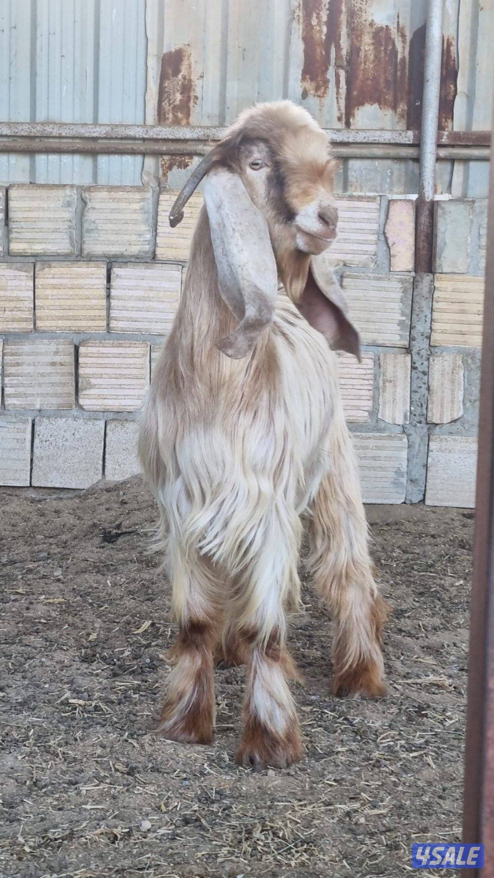 للبيع تيس طيب0