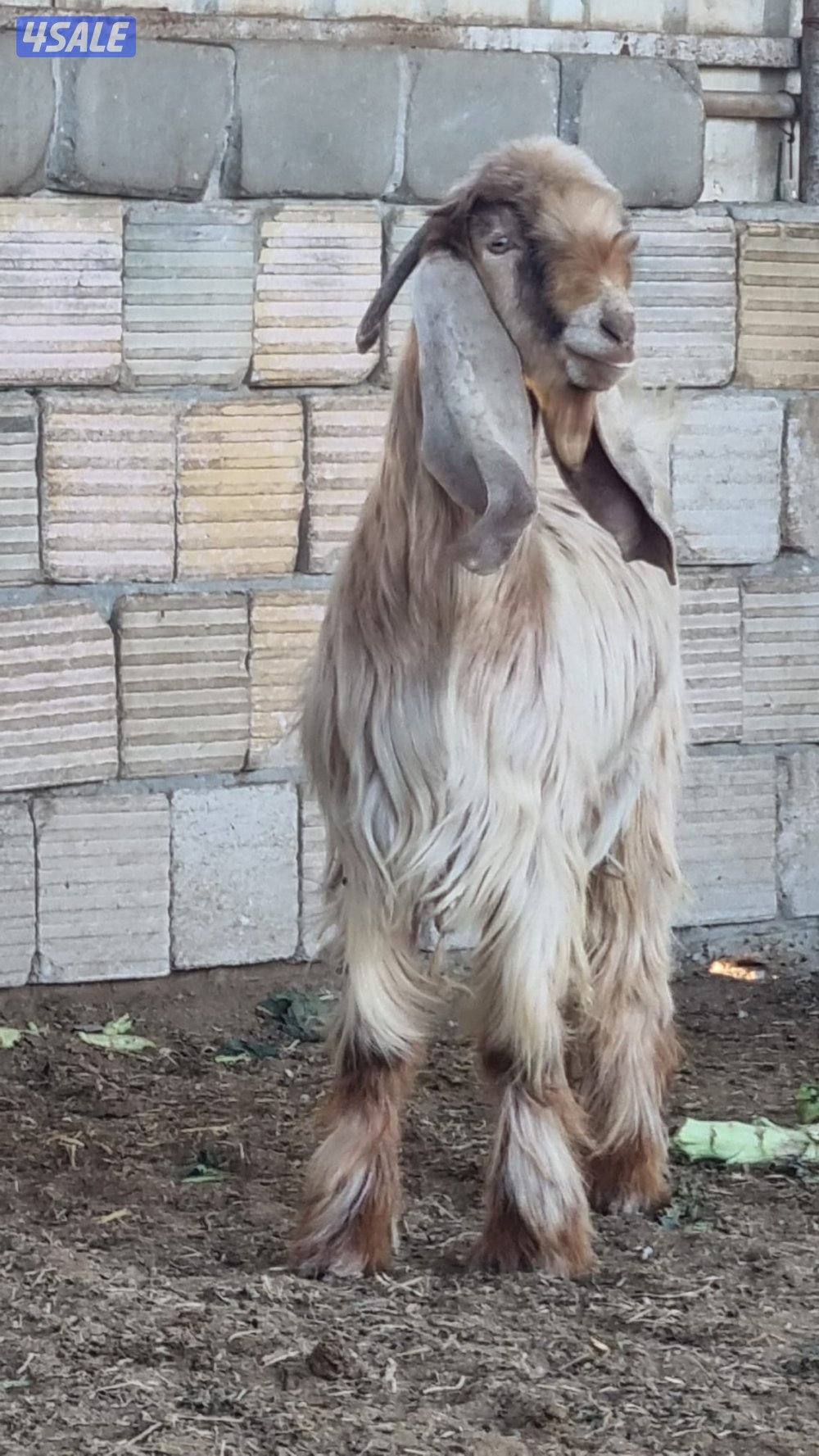 للبيع تيس طيب1