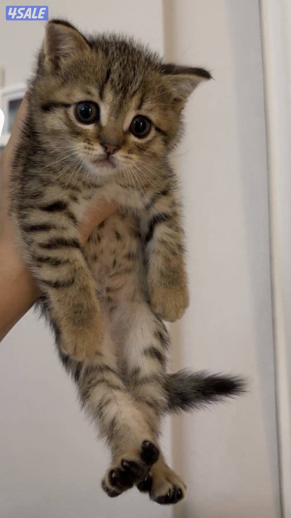 كيتن British قولد للبيع شي نظيف1