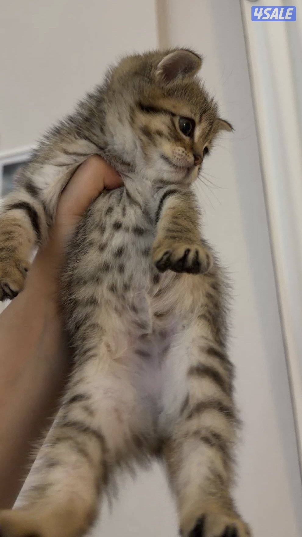 كيتن British قولد للبيع شي نظيف2