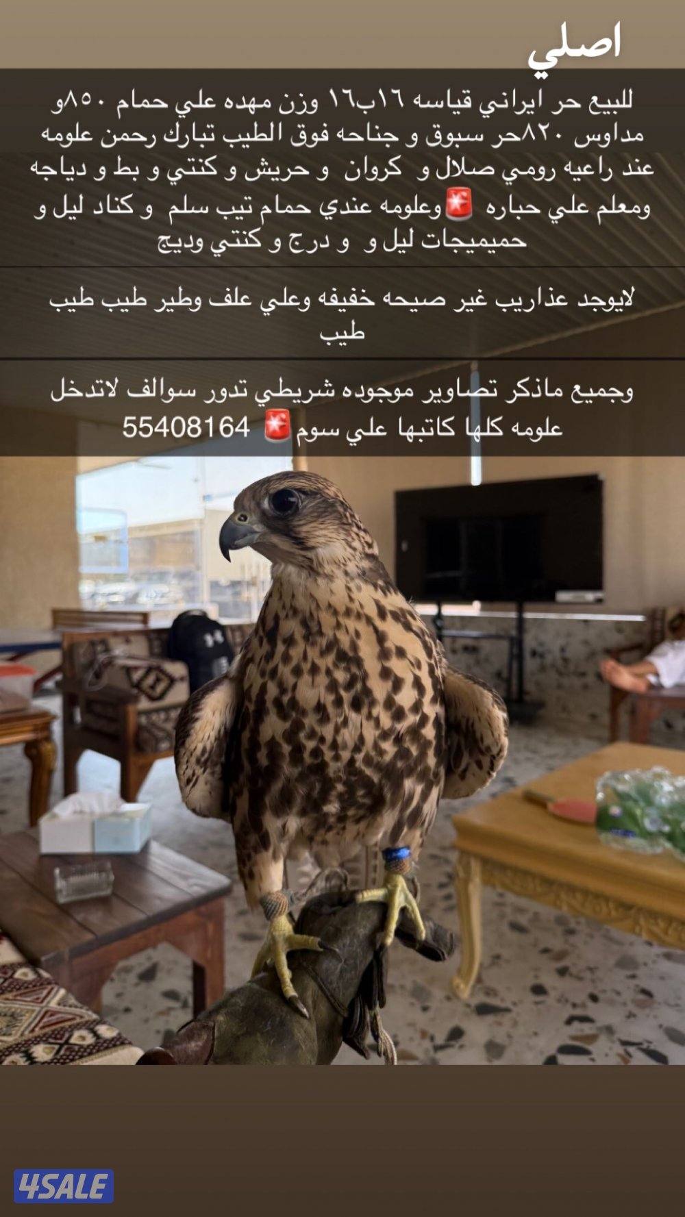 للبيع حر اصلي ايراني0