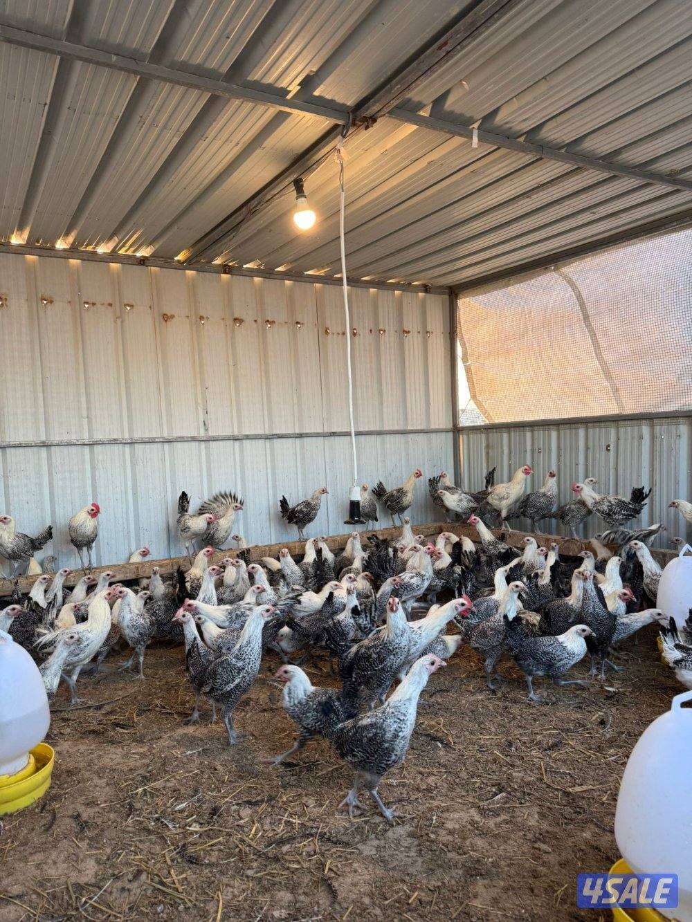 للبيع دجاج فيومي0