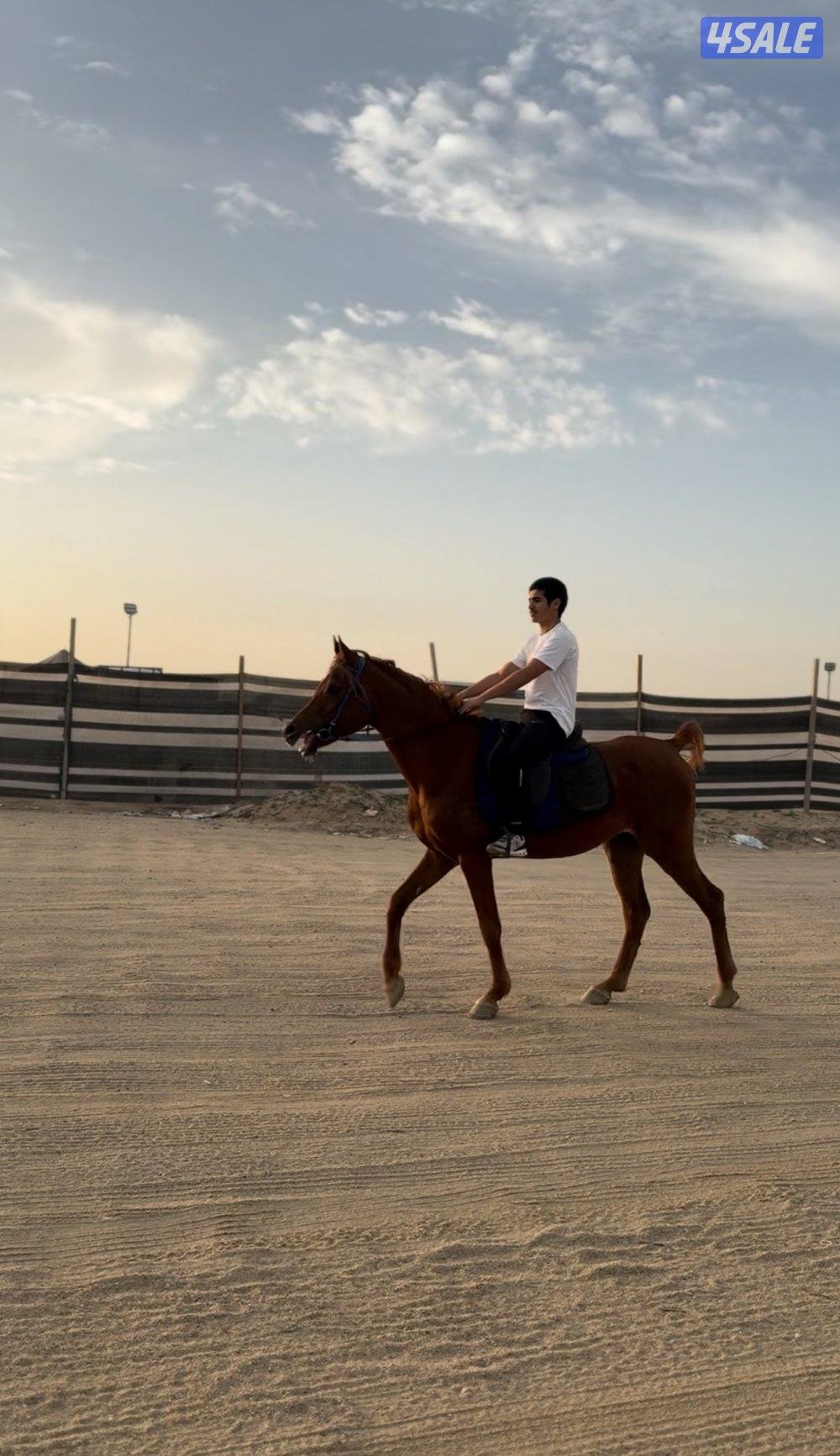 للبيع حصان بولش0