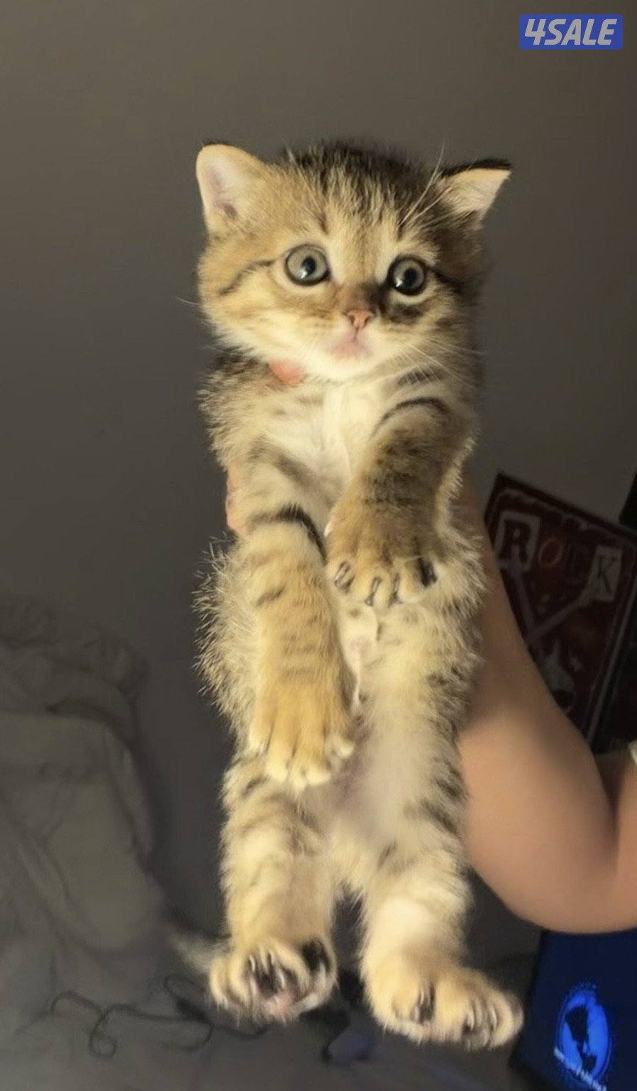 كيتن British قولد للبيع شي نظيف0