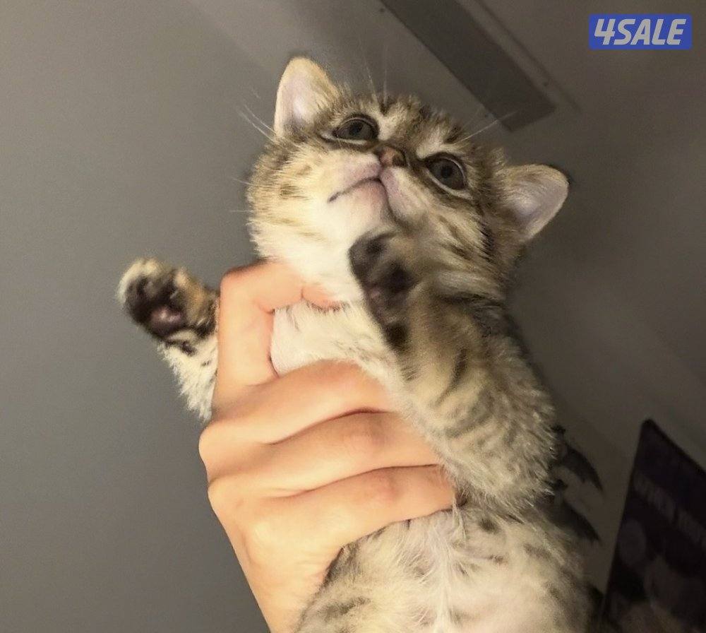 كيتن British قولد للبيع شي نظيف3