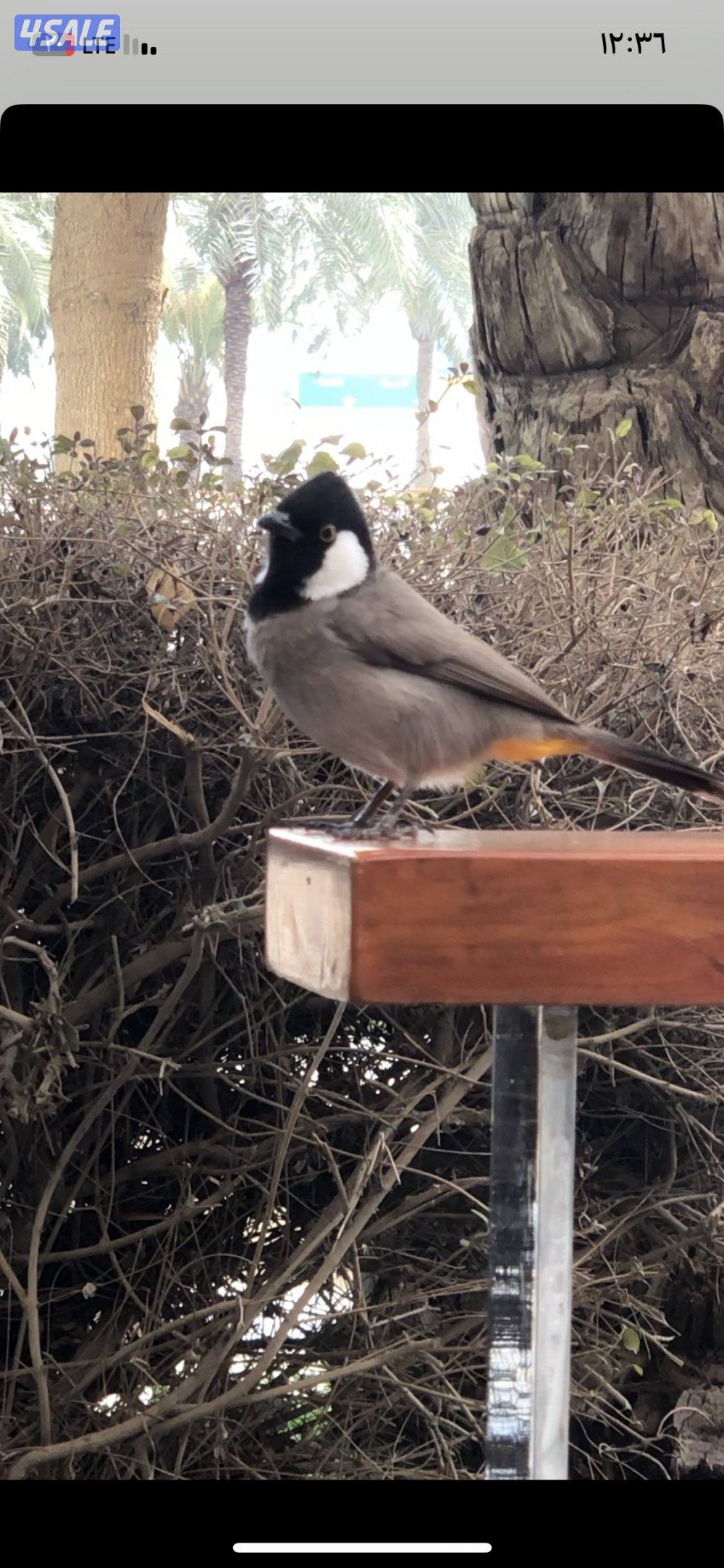 للبيع ومطلوب بلبل ربوه حجم جامبو0