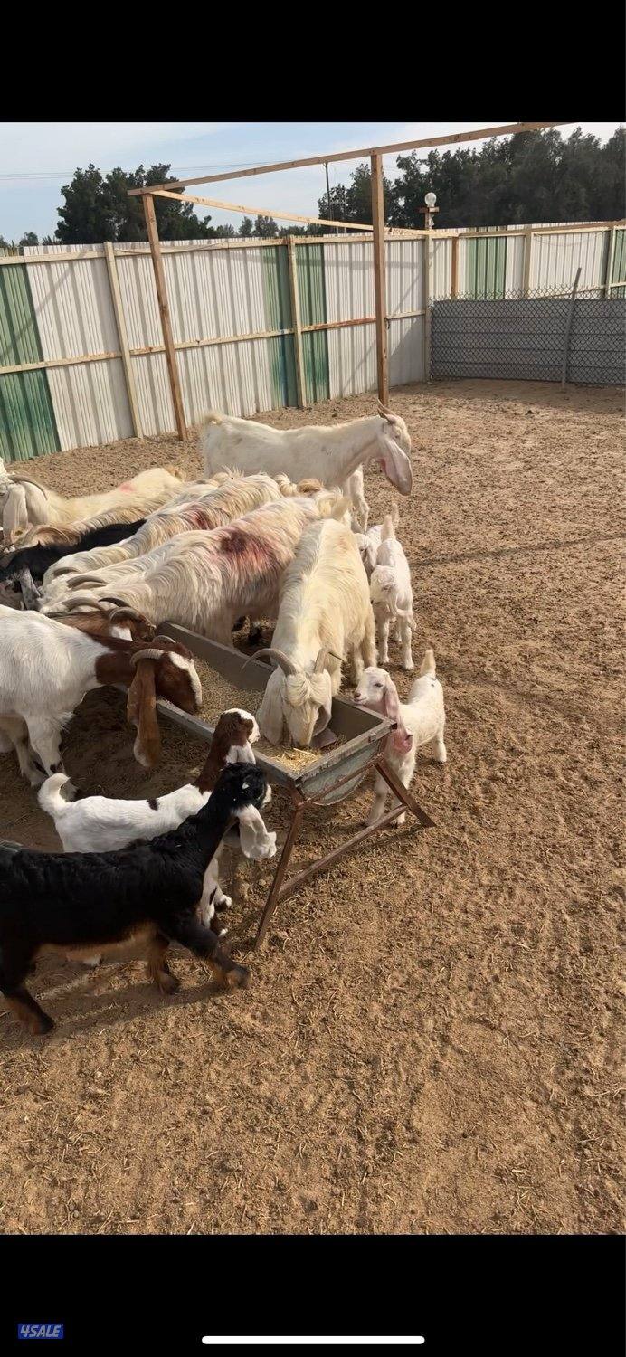 للبيع معزا مطافيل0